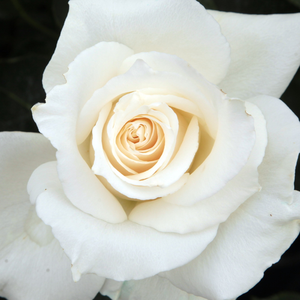 Онлайн магазин за рози - Чайно хибридни рози  - бял - Pоза Паскали - дискретен аромат - Луис Ленс - Перфектна за подрязване,изглежда добре в легла и граници